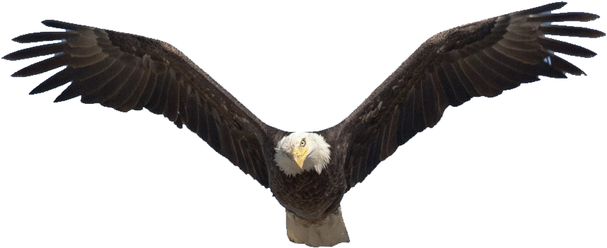 Bald Eagle Transparent Free PNG