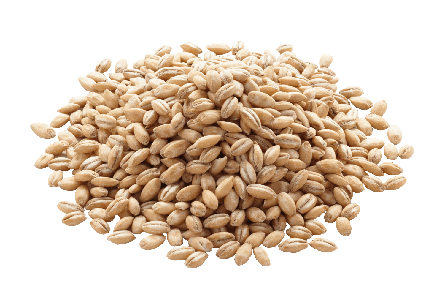 Barley Background PNG Image