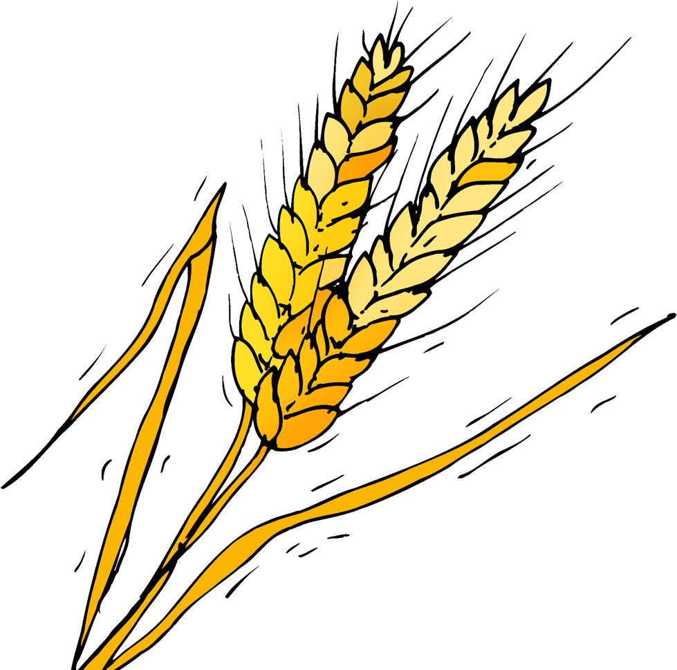 Barley Vector PNG Clipart Background