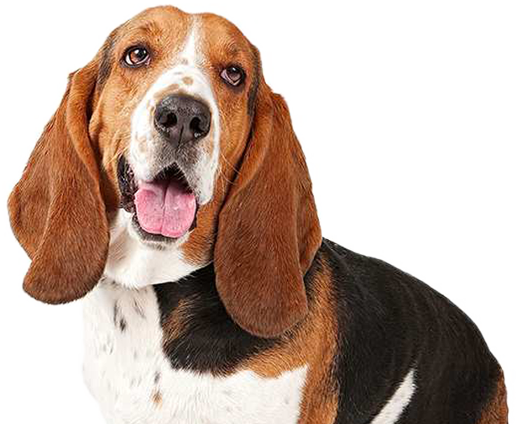 Basset Hound Dog Background PNG Image