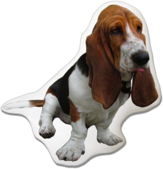 Basset Hound Dog PNG Clipart Background