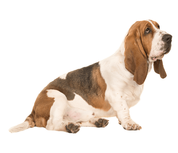 Basset Hound Dog PNG HD Quality