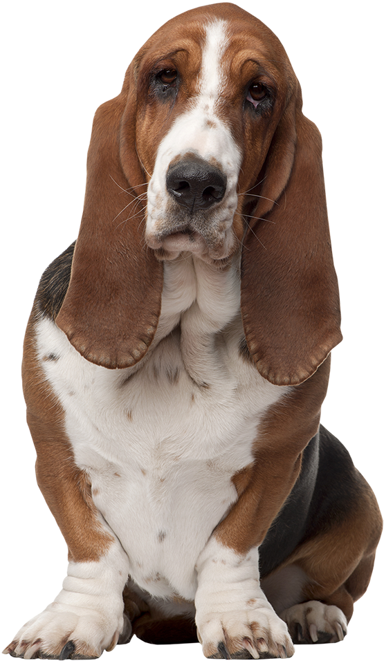 Basset Hound Dog Transparent PNG