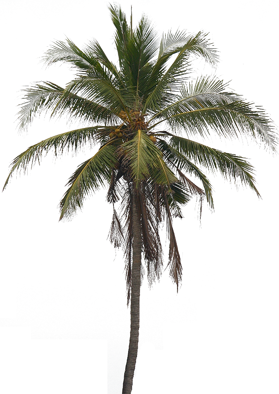 Beach Coconut Tree Free PNG