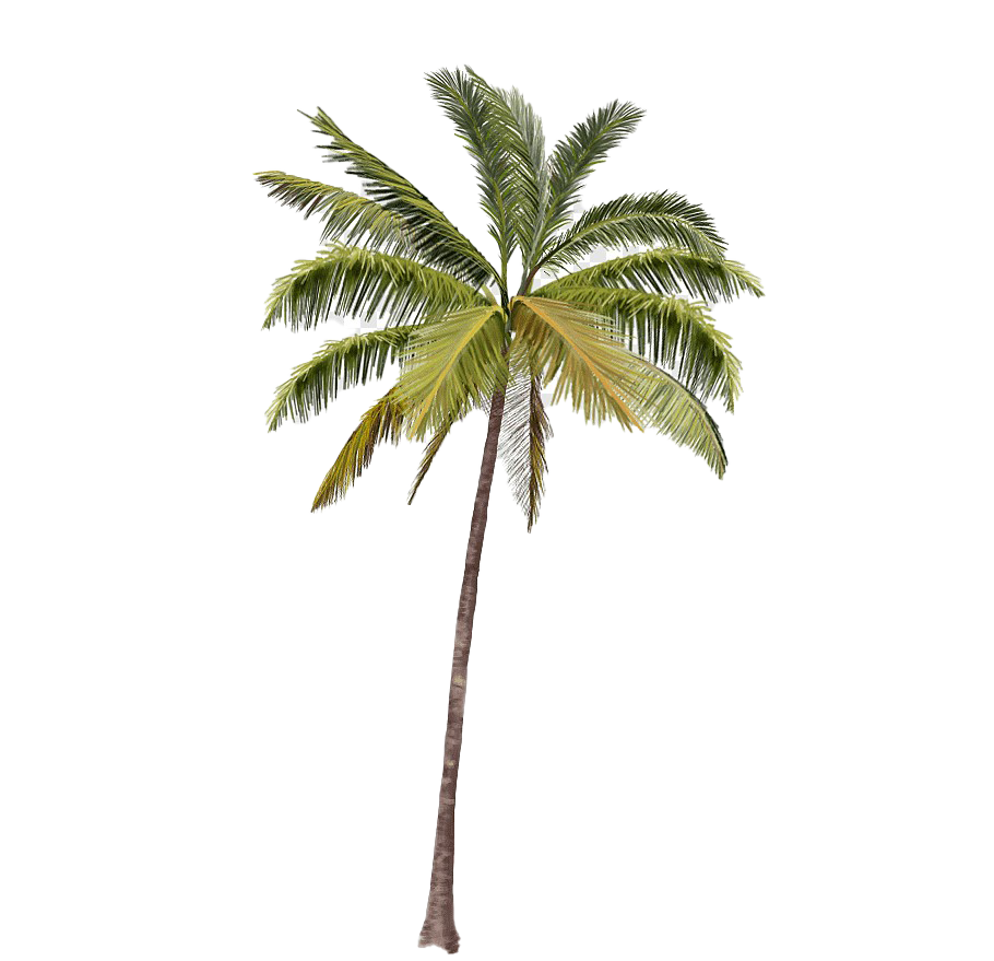 Beach Coconut Tree PNG Photos