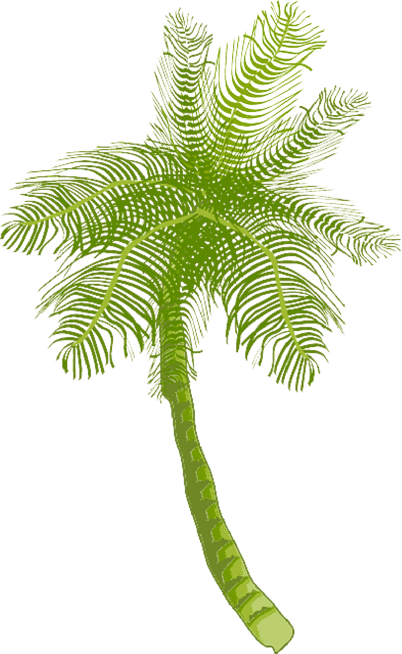 Beach Coconut Tree Transparent Free PNG
