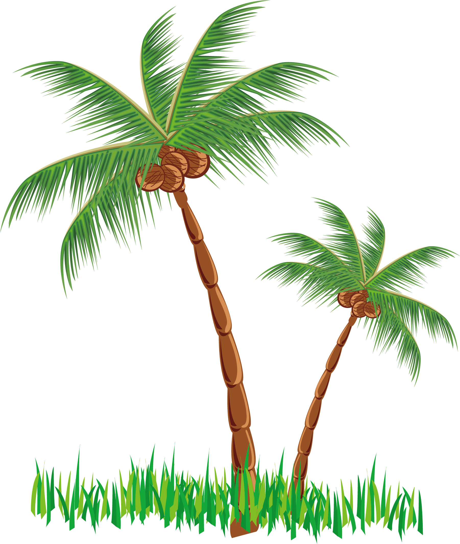 Beach Coconut Tree Vector Transparent Background