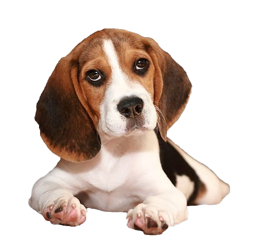 Beagle Background PNG Image