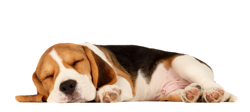 Beagle Dog Background PNG Image