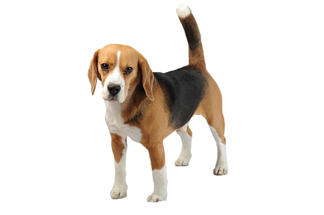 Beagle Dog PNG Clipart Background