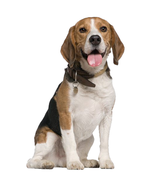 Beagle Dog PNG HD Quality