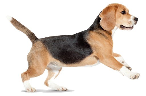 Beagle Dog Transparent Background
