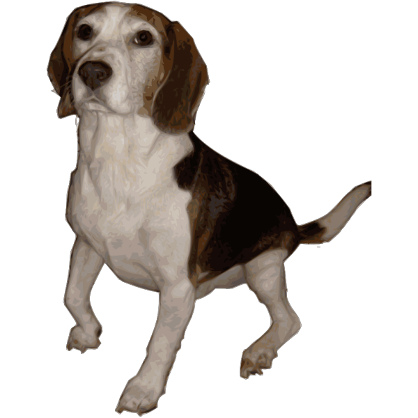 Beagle Face Transparent Background