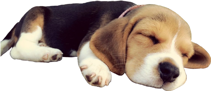 Beagle Sleeping PNG Clipart Background
