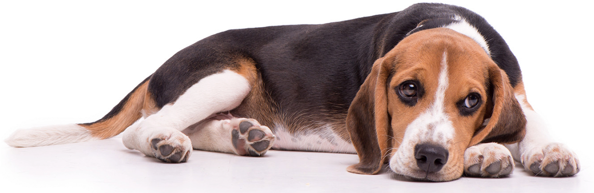 Beagle Sleeping PNG HD Quality