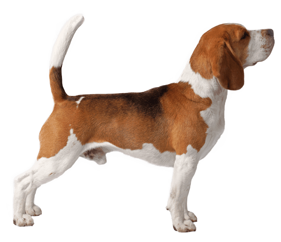 Beagle Transparent Background