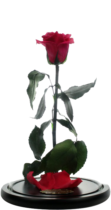 Beauty And The Beast Emma Watson Movie Red Rose Transparent PNG