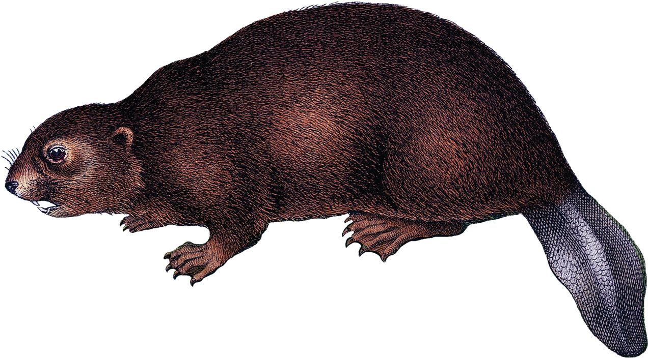 Beaver Brown Clipart PNG