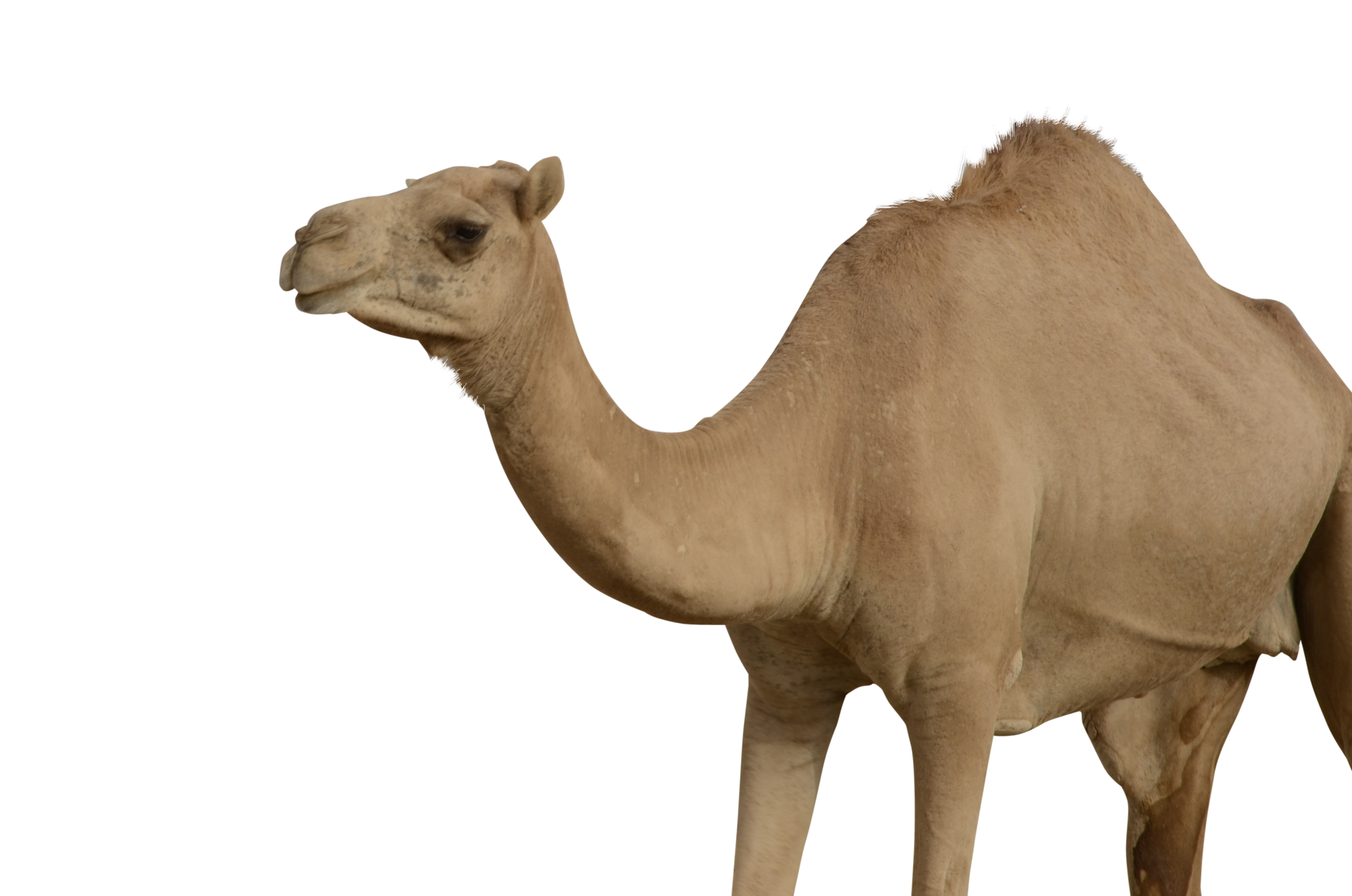 Gran camello PNG