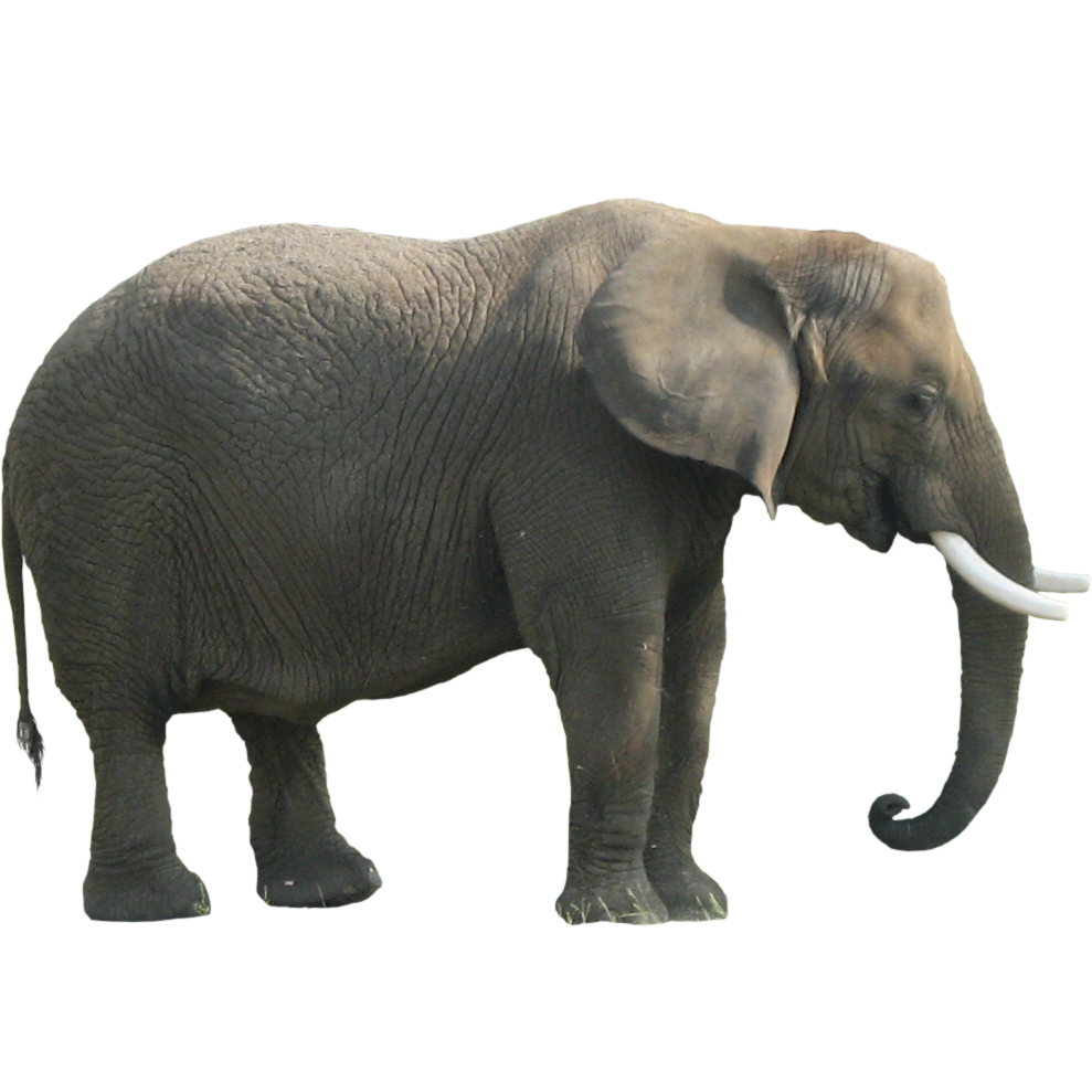 Big Elephant Imagen PNG de fondo