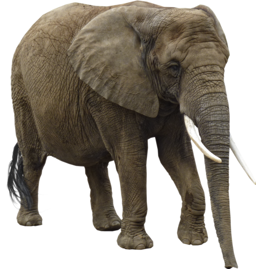 Big Elefante PNG HD calidad