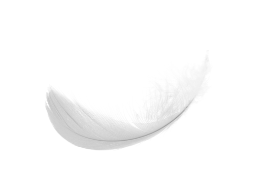 Bird Feather Background PNG Image