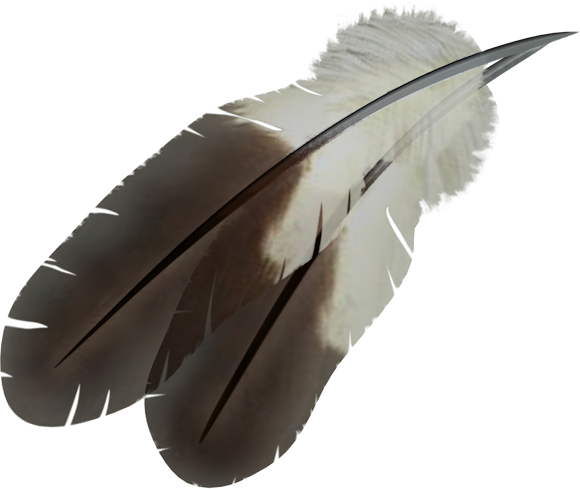 Bird Feather PNG HD Quality