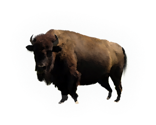 Bison Standing PNG
