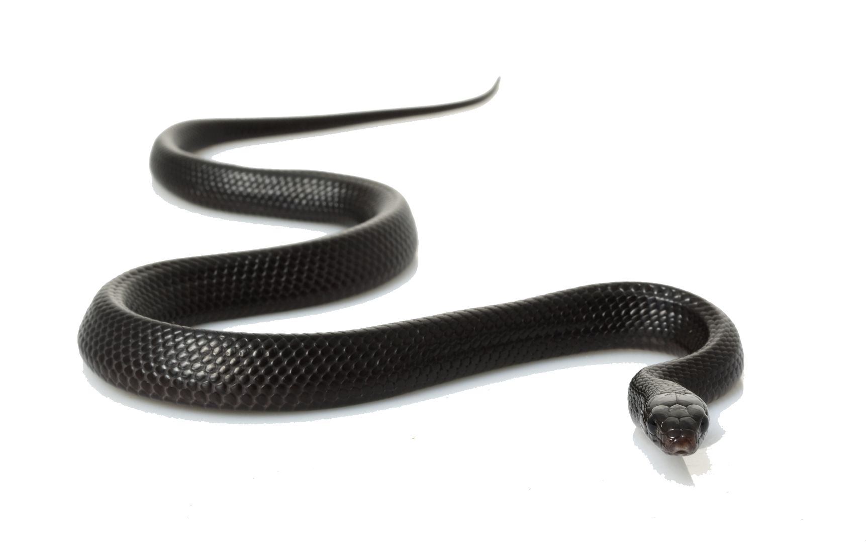 Black Anaconda PNG
