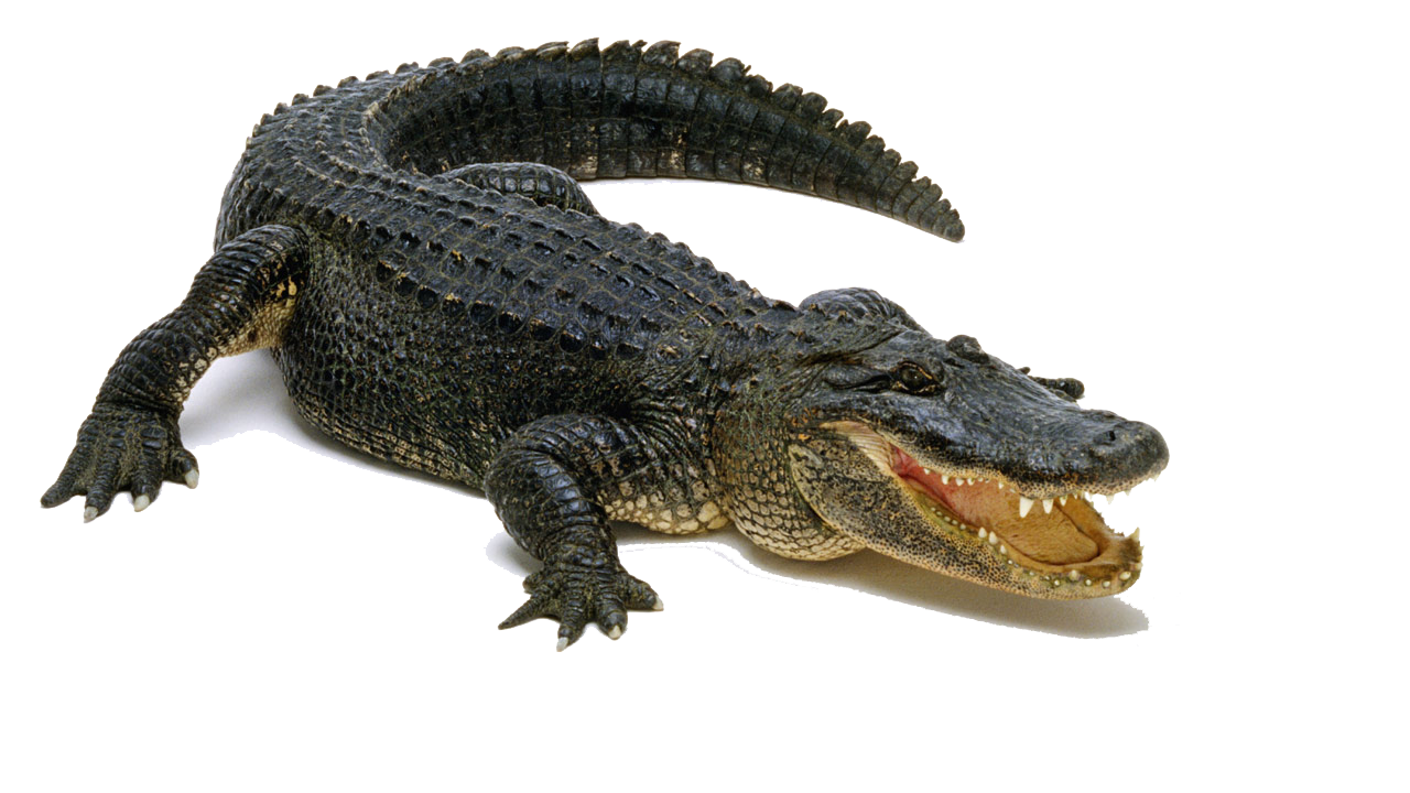 Black Crocodile PNG