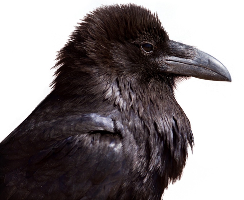 Black Crow Face PNG