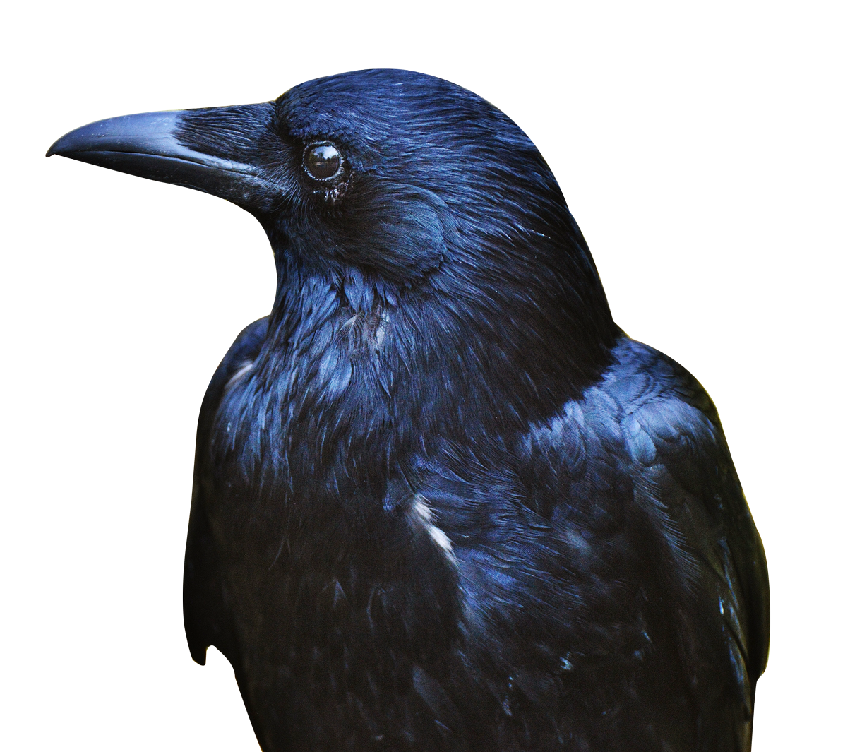 Black Crow PNG