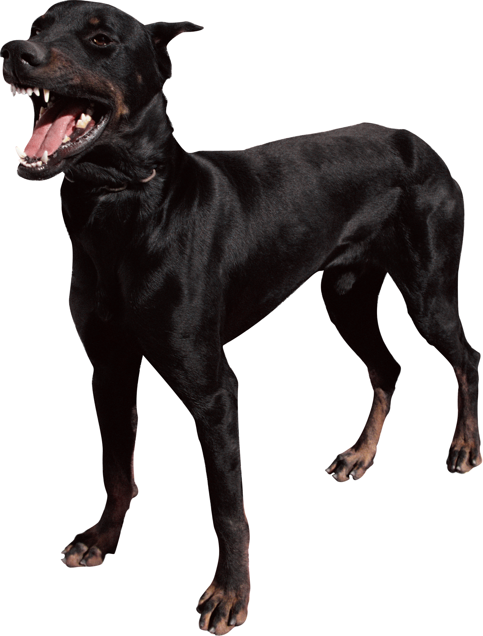 Black Dog PNG