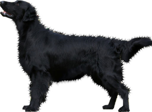 Black Fur Dog PNG
