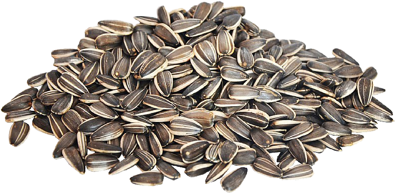 Black Raw Sunflower Seeds PNG