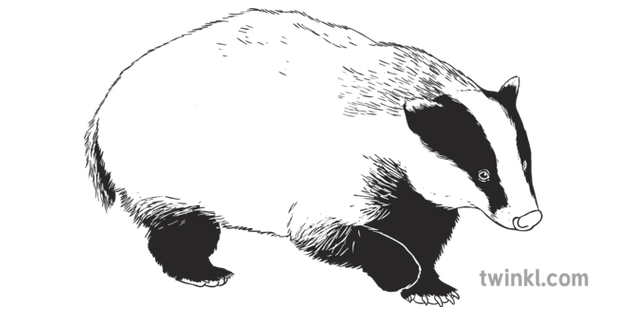 Black White Badger PNG