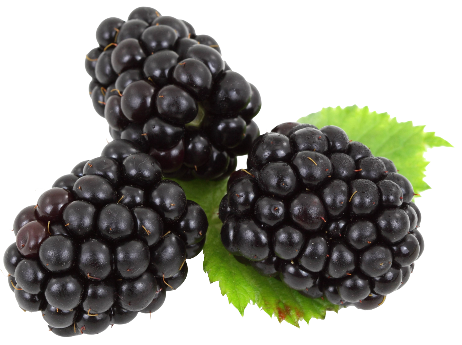 Blackberries PNG