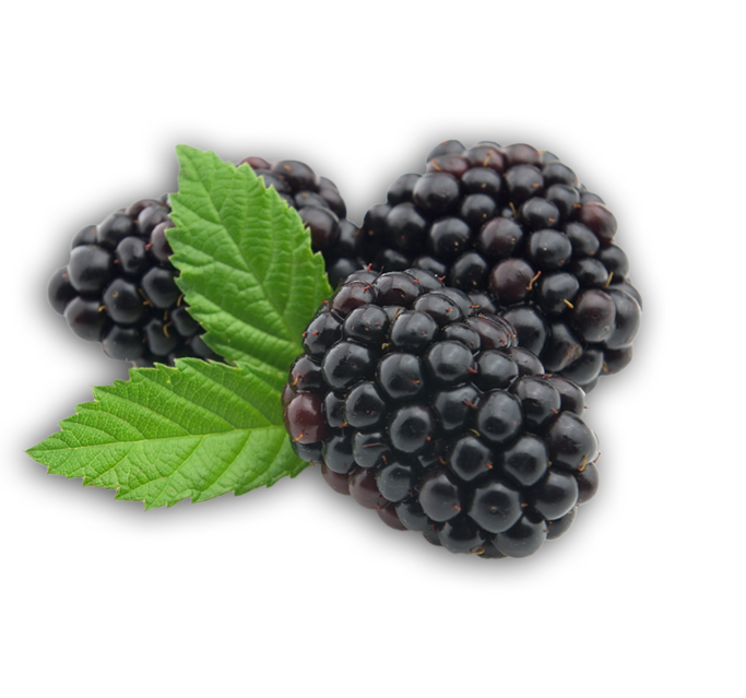 Blackberry Collection Transparent PNG