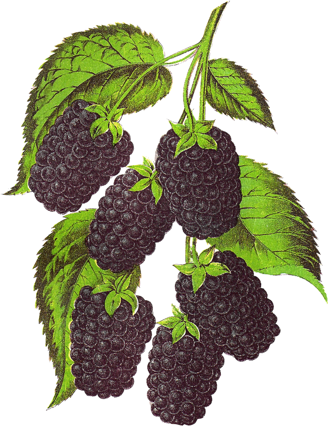 Blackberry Fruit Vector PNG Clipart Background