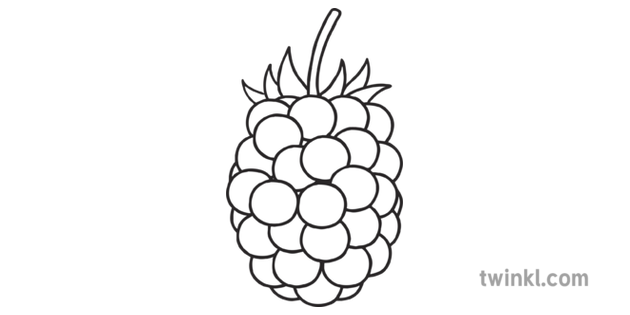 Blackberry Fruit Vector PNG HD Quality