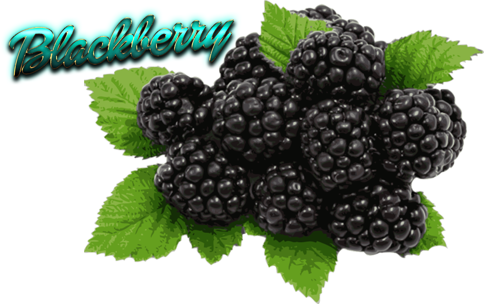 Blackberry PNG Clipart Background