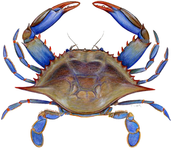 Blue Crab PNG