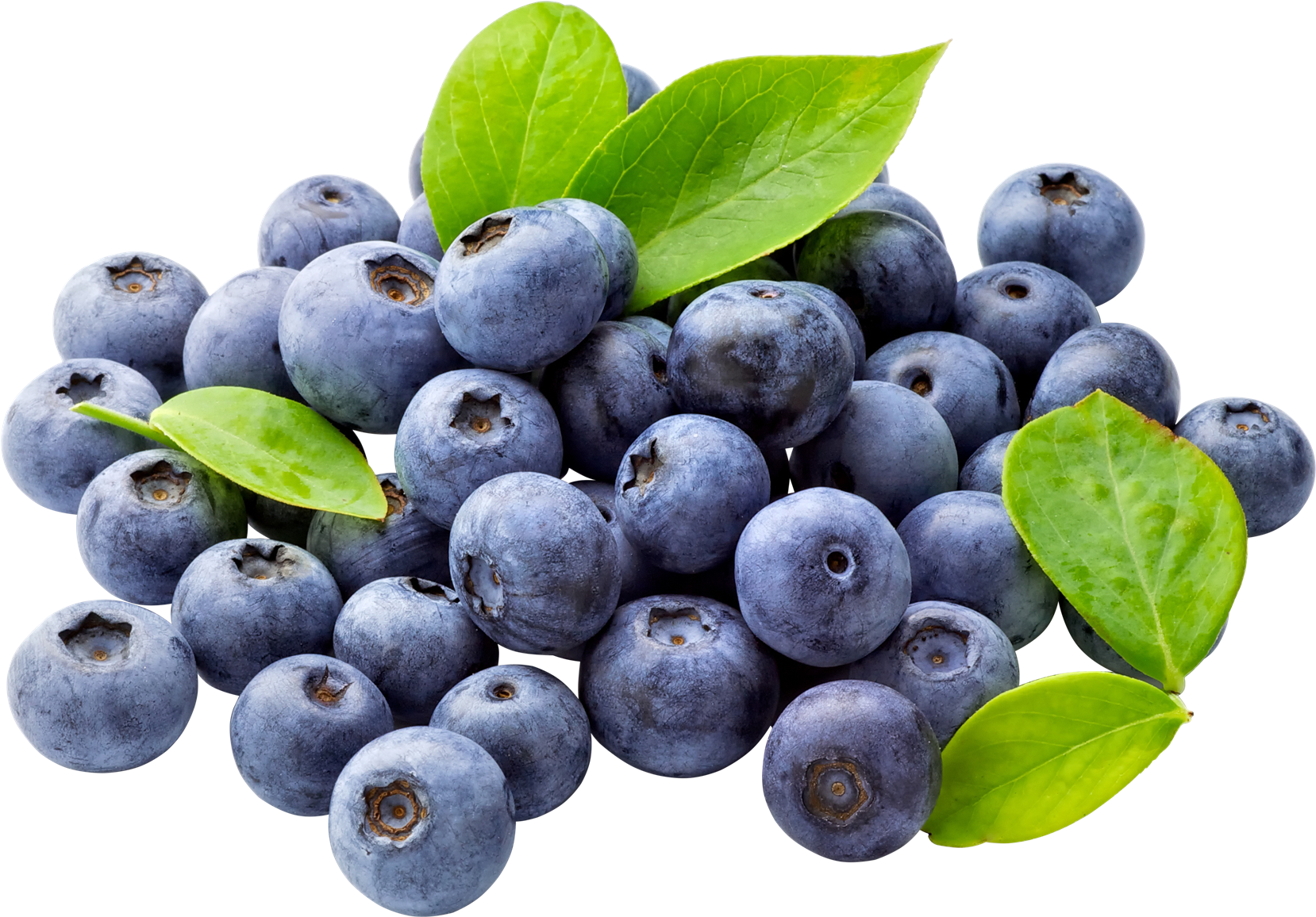 Blueberries Collection PNG