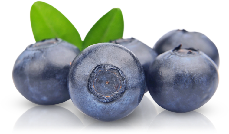 Blueberries Leaves PNG