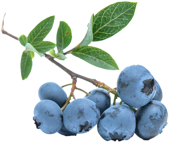 Blueberries Tree Branch PNG