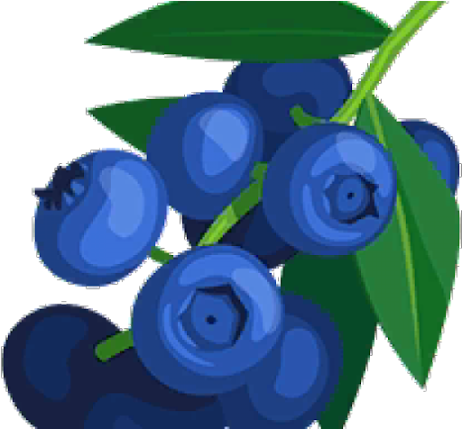Blueberry Vector PNG HD Quality