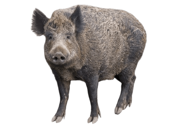 Boar Staring PNG
