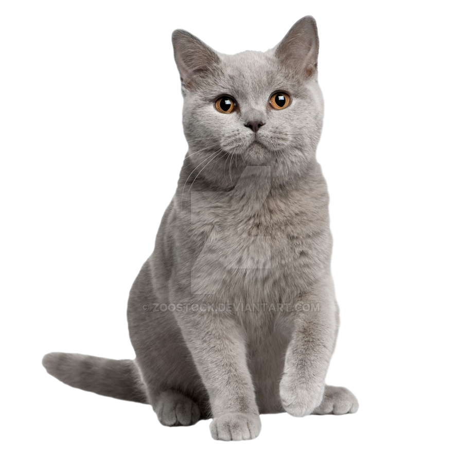 Britischer Kurzhaar-Katzen-Hintergrund-PNG-Bild