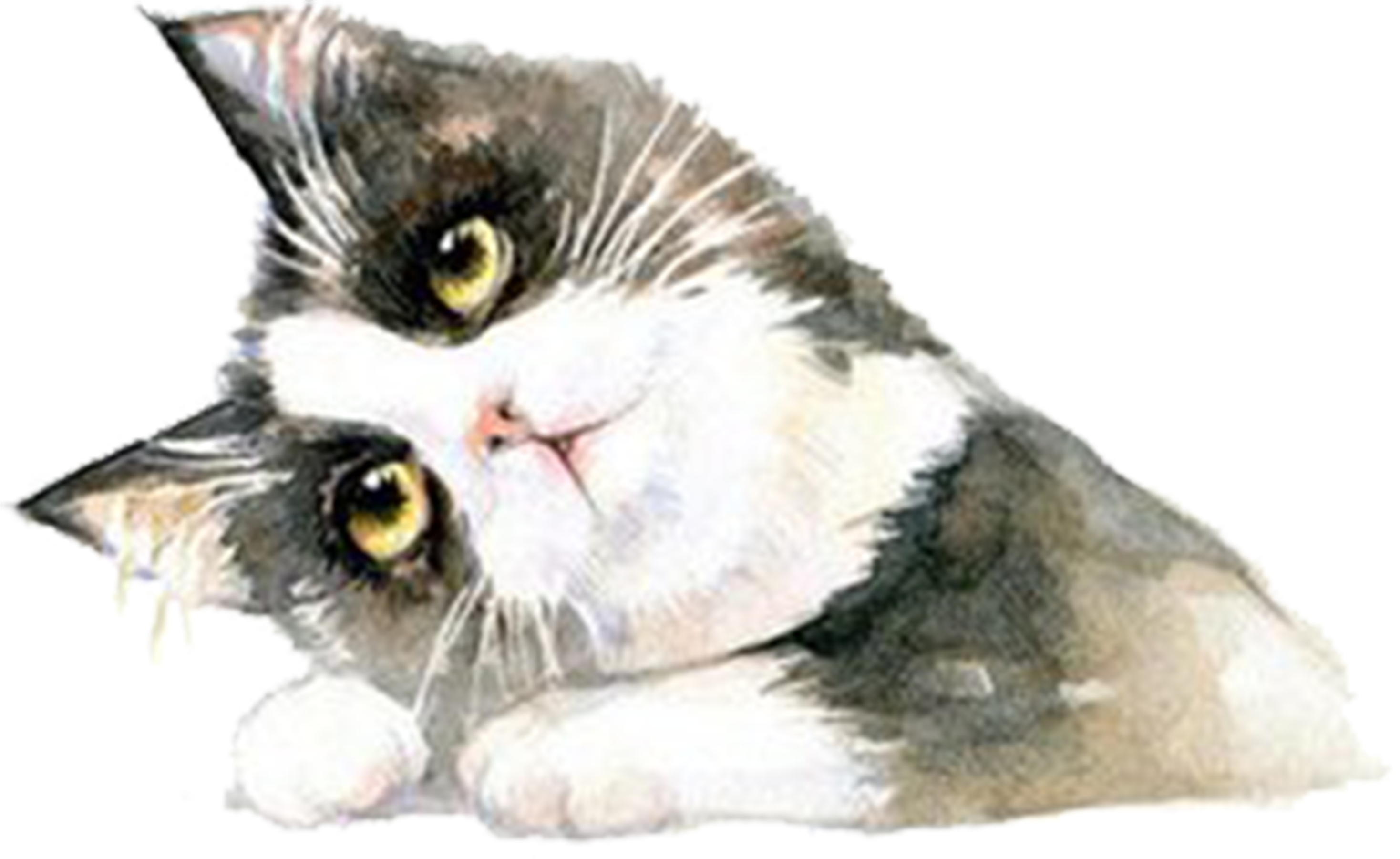 Britische Kurzhaar-Katze herunterladen kostenlos PNG