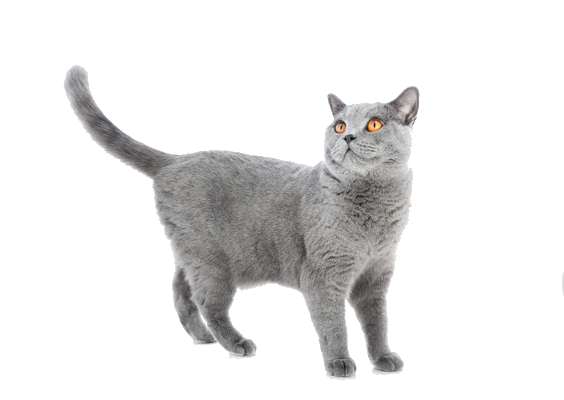 Britischer Kurzhaar-Katzen-PNG-Clipart-Hintergrund